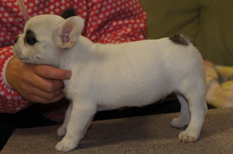 フレンチブルドッグの子犬の写真201211161-2