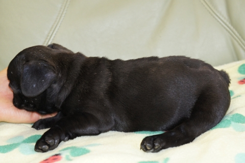 フレンチブルドッグの子犬の写真201212111-2