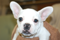 2015年8月17日生まれのフレンチブルドッグ子犬の写真