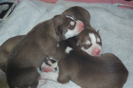 2010年1月9日産まれのシベリアンハスキーの子犬の写真