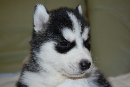 シベリアンハスキーの子犬