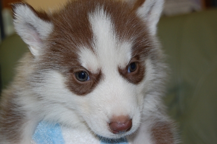 シベリアンハスキーの子犬の写真201001033