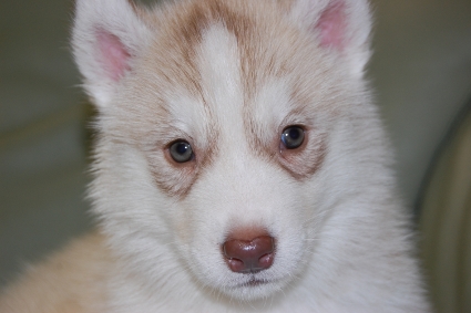 シベリアンハスキーの子犬の写真201001034