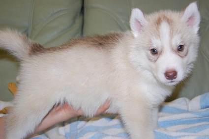 シベリアンハスキーの子犬の写真201001034-2