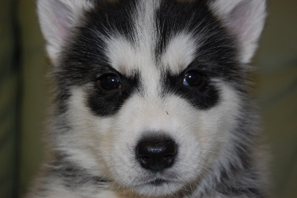 シベリアンハスキーの子犬の写真201001031