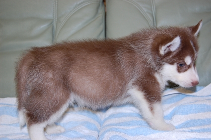 シベリアンハスキーの子犬の写真201001091-2