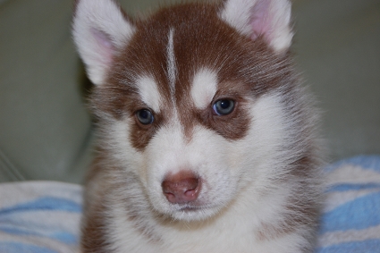 シベリアンハスキーの子犬の写真201001091