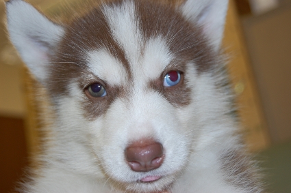 シベリアンハスキーの子犬の写真201001094