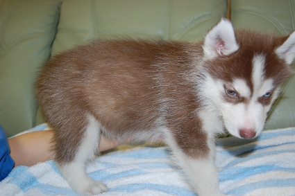 シベリアンハスキーの子犬の写真201001094-2