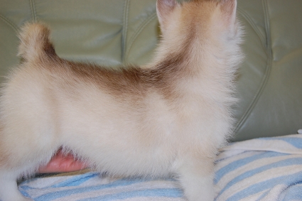 シベリアンハスキーの子犬の写真201001142-2