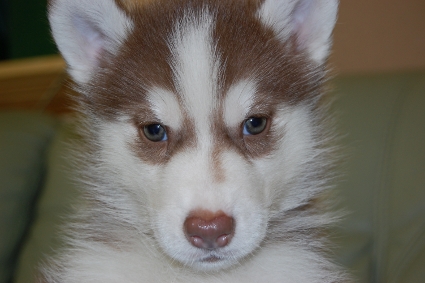 シベリアンハスキーの子犬の写真201001143