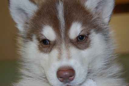シベリアンハスキーの子犬の写真201001144