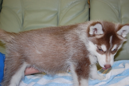 シベリアンハスキーの子犬の写真201001144-2
