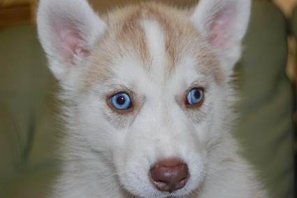 シベリアンハスキーの子犬の写真201001145
