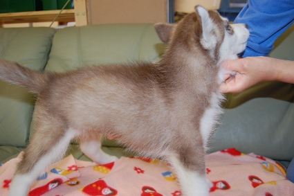 シベリアンハスキーの子犬の写真201001092-2