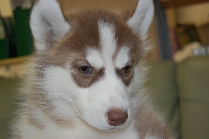 シベリアンハスキーの子犬の写真201001093
