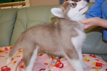 シベリアンハスキーの子犬の写真201001093-2
