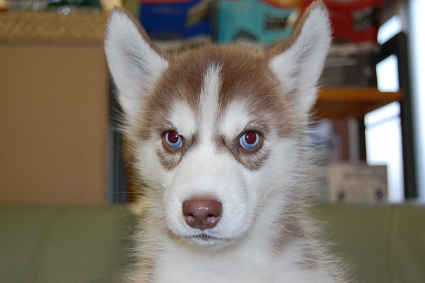 シベリアンハスキーの子犬の写真201001092