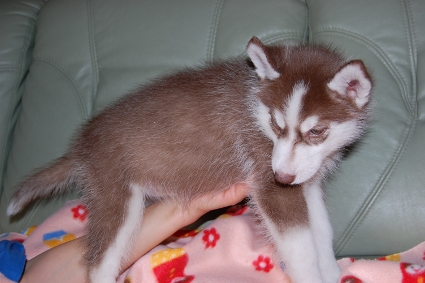 シベリアンハスキーの子犬の写真201001143-2