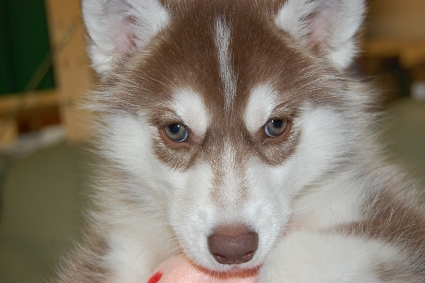 シベリアンハスキーの子犬の写真201001144