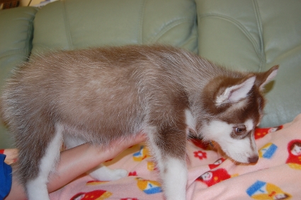 シベリアンハスキーの子犬の写真201001144-2