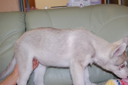 シベリアンハスキーの子犬の写真201001145-2
