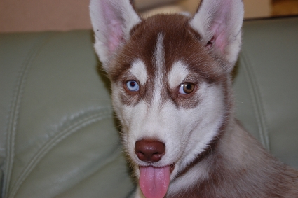 シベリアンハスキーの子犬の写真201001141