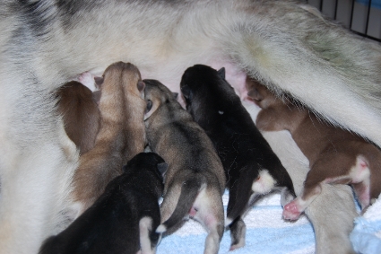 2010年7月31日産まれのシベリアンハスキーの子犬の写真