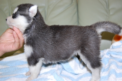 シベリアンハスキーの子犬の写真201007314-2