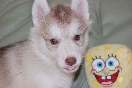 シベリアンハスキーの子犬の写真201007315