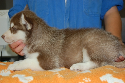 シベリアンハスキーの子犬の写真201007312-2