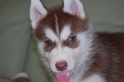 シベリアンハスキーの子犬の写真201007313
