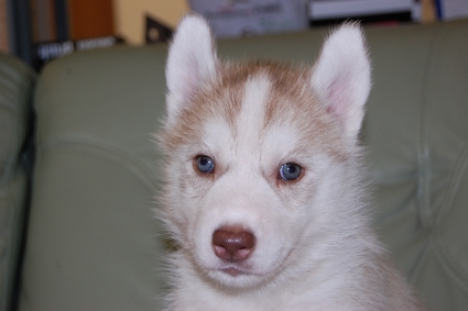 シベリアンハスキーの子犬の写真201011182