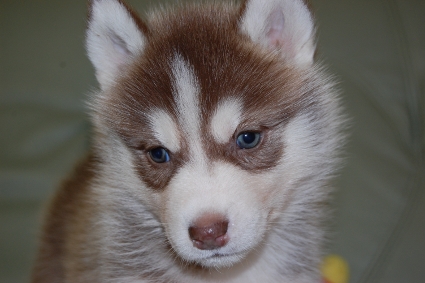 シベリアンハスキーの子犬の写真201011236