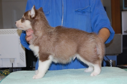 シベリアンハスキーの子犬の写真201011231-2