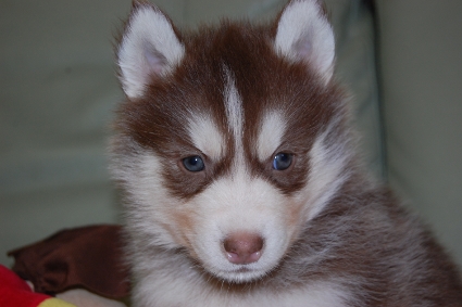 シベリアンハスキーの子犬の写真201011232