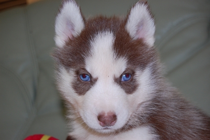 シベリアンハスキーの子犬の写真201011234