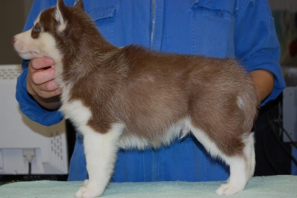 シベリアンハスキーの子犬の写真201011234-2