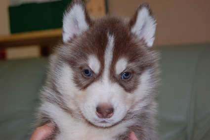 シベリアンハスキーの子犬の写真201011231