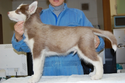 シベリアンハスキーの子犬の写真201011233-2