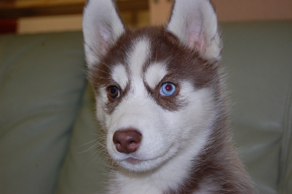 シベリアンハスキーの子犬の写真201011237