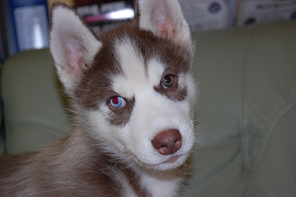 シベリアンハスキーの子犬の写真201011233