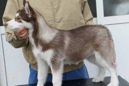 シベリアンハスキーの子犬の写真201011235-2