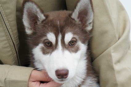 シベリアンハスキーの子犬の写真201011235