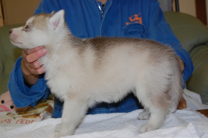 シベリアンハスキーの子犬の写真201103055-2