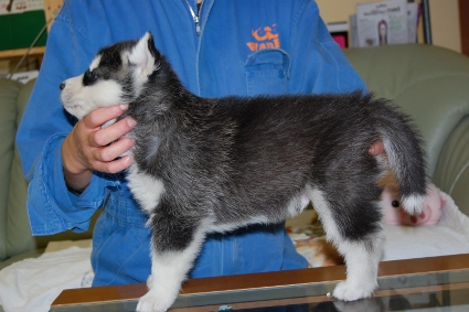 シベリアンハスキーの子犬の写真201103051-2