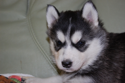 シベリアンハスキーの子犬の写真201103052