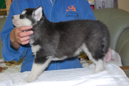 シベリアンハスキーの子犬の写真201103052-2