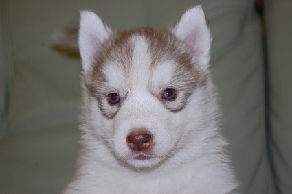 シベリアンハスキーの子犬の写真201103053