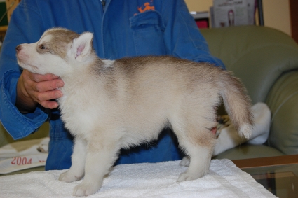 シベリアンハスキーの子犬の写真201103053-2